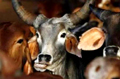 Karnataka Muslim cleric sparks row with comments on Cow sacrifice